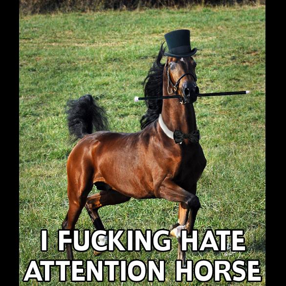 attention-horse.jpg